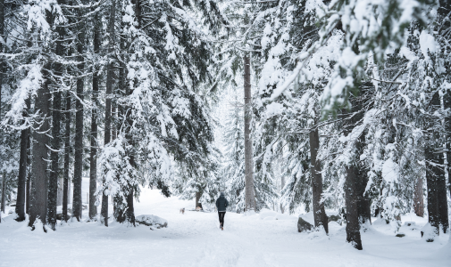 snowshoeing-chamonix